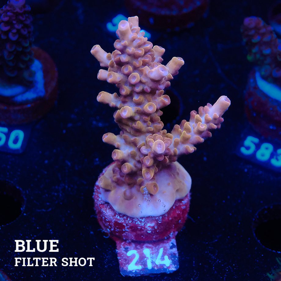 Acropora Sp.