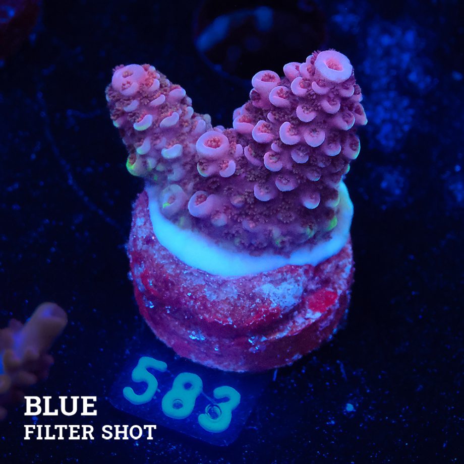 Acropora Sp.
