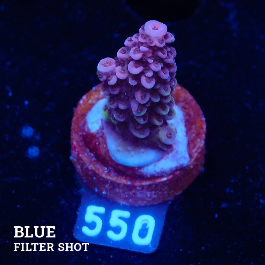 Acropora Sp.