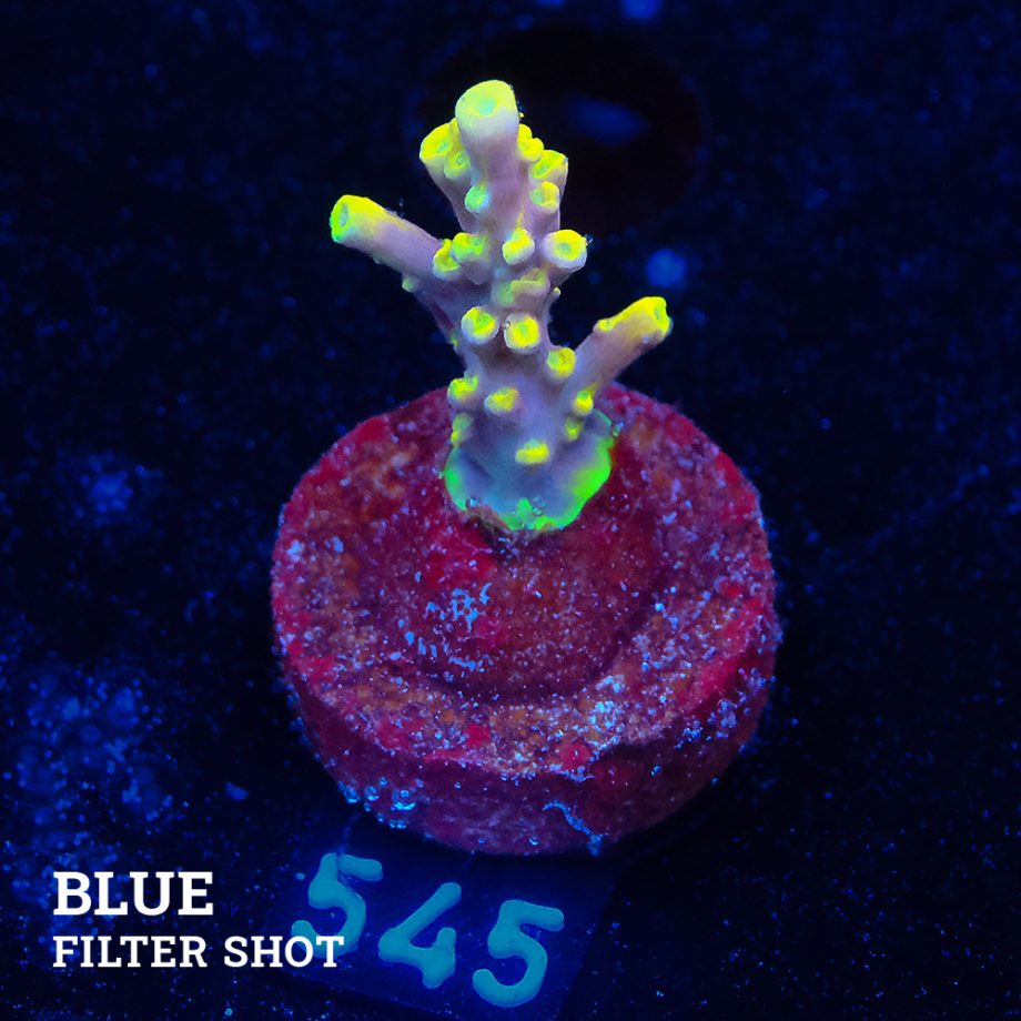 Acropora 'Purple & Yellow Tips'