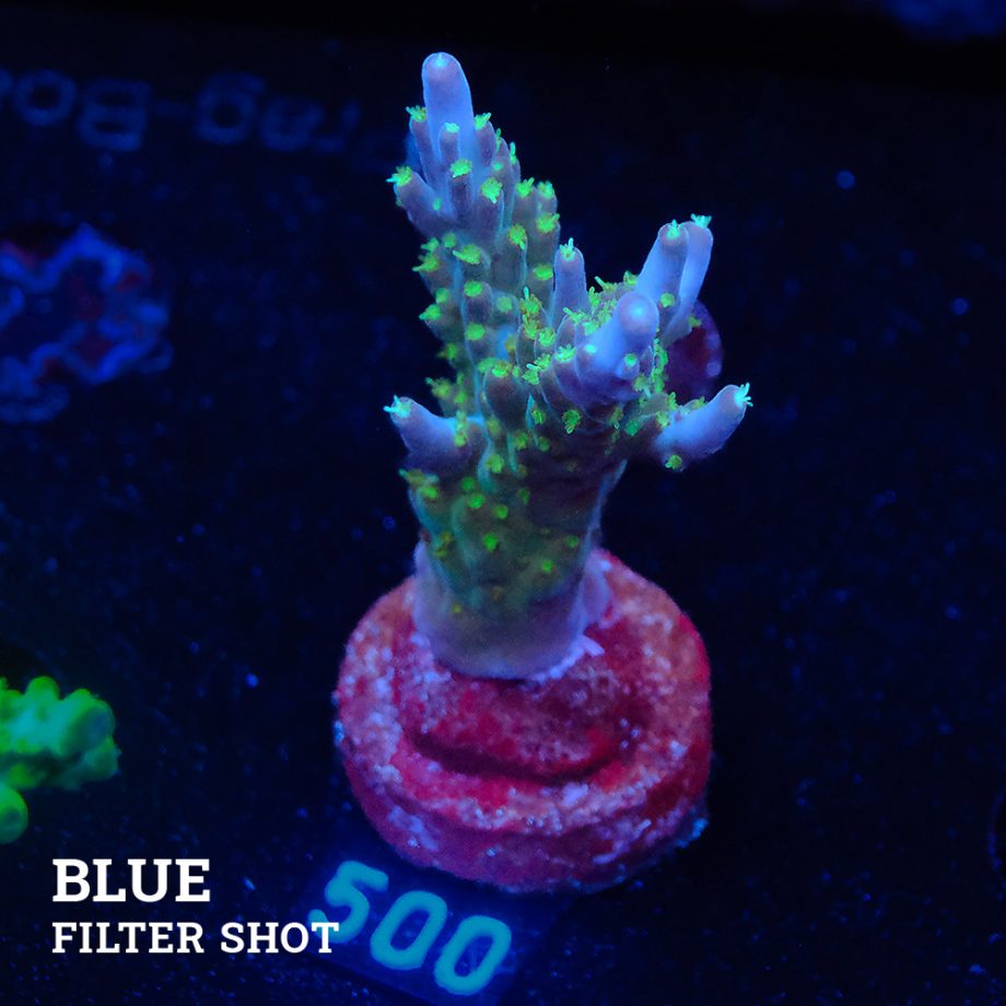 Acropora Valida