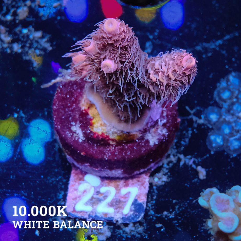 Acropora Millepora