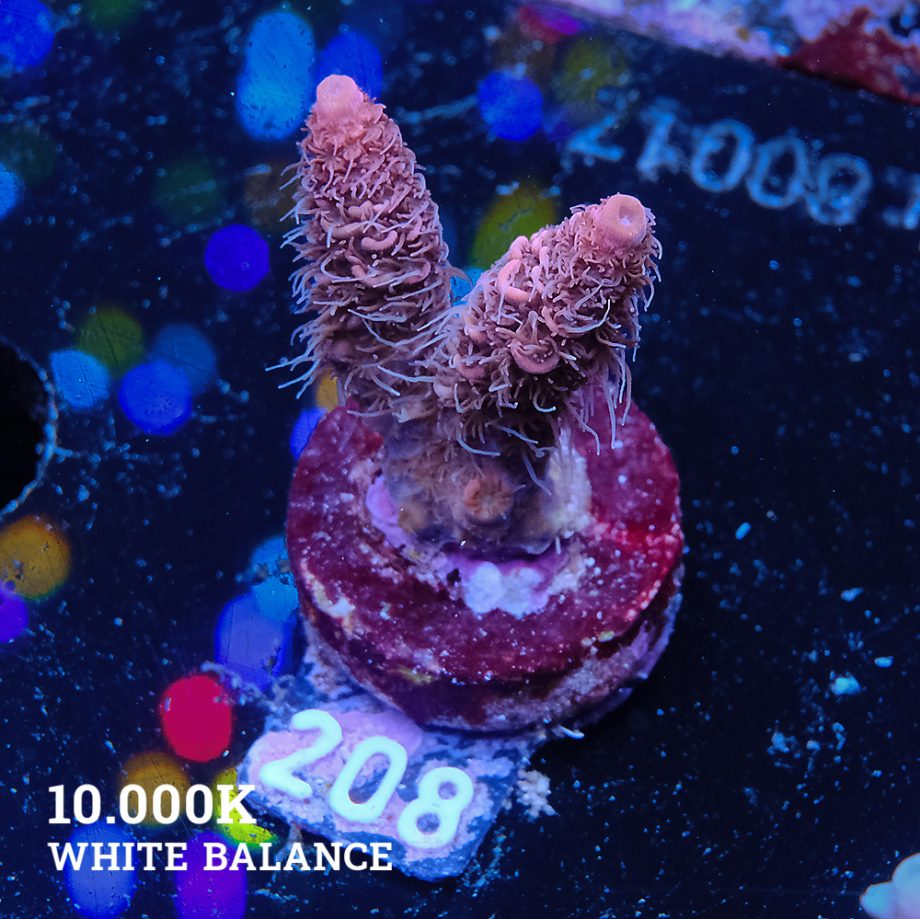 Acropora Millepora
