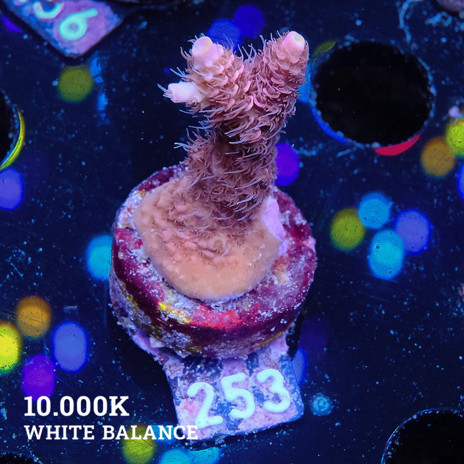 Acropora Millepora