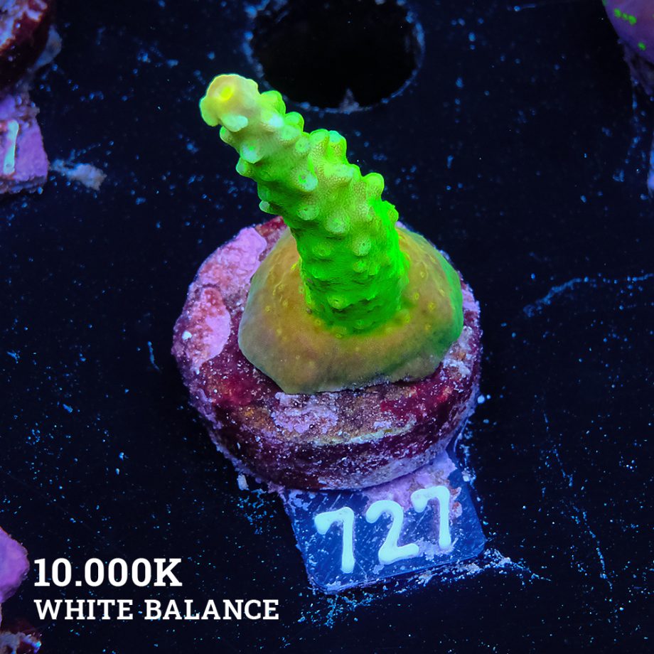 FM Sour Patch