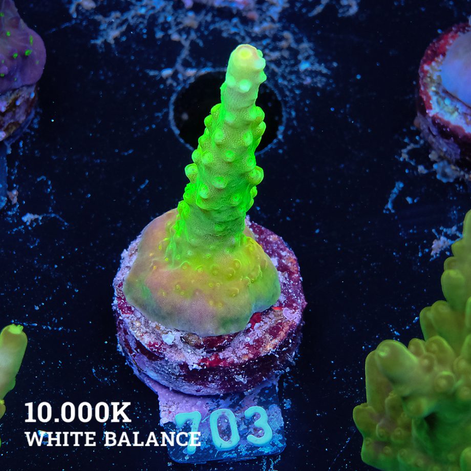 FM Sour Patch