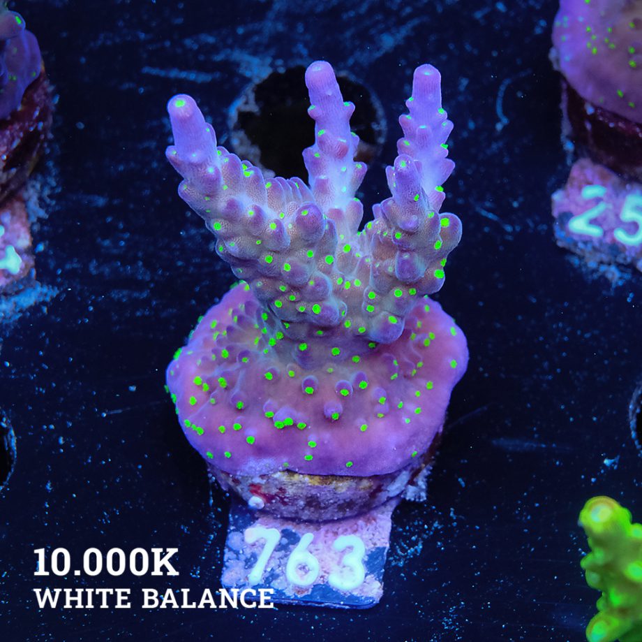 Acropora 'Tricoplor'