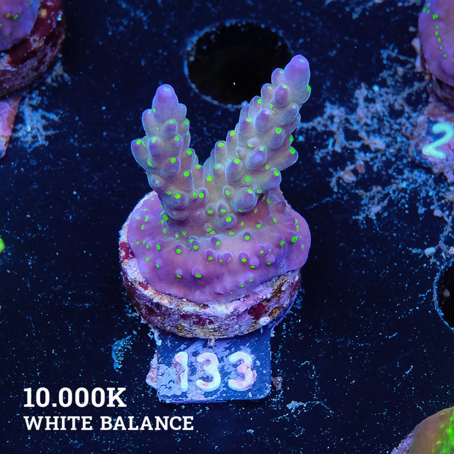 Acropora 'Tricoplor'