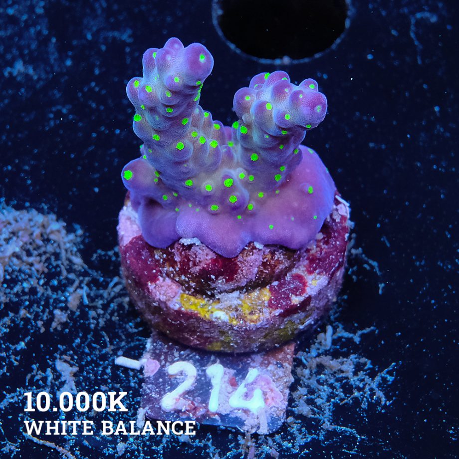 Acropora 'Tricoplor'
