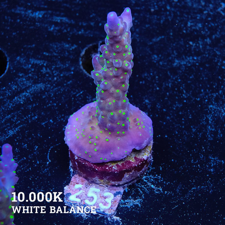 Acropora 'Tricoplor'
