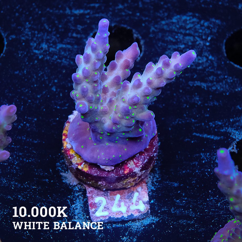 Acropora 'Tricoplor'