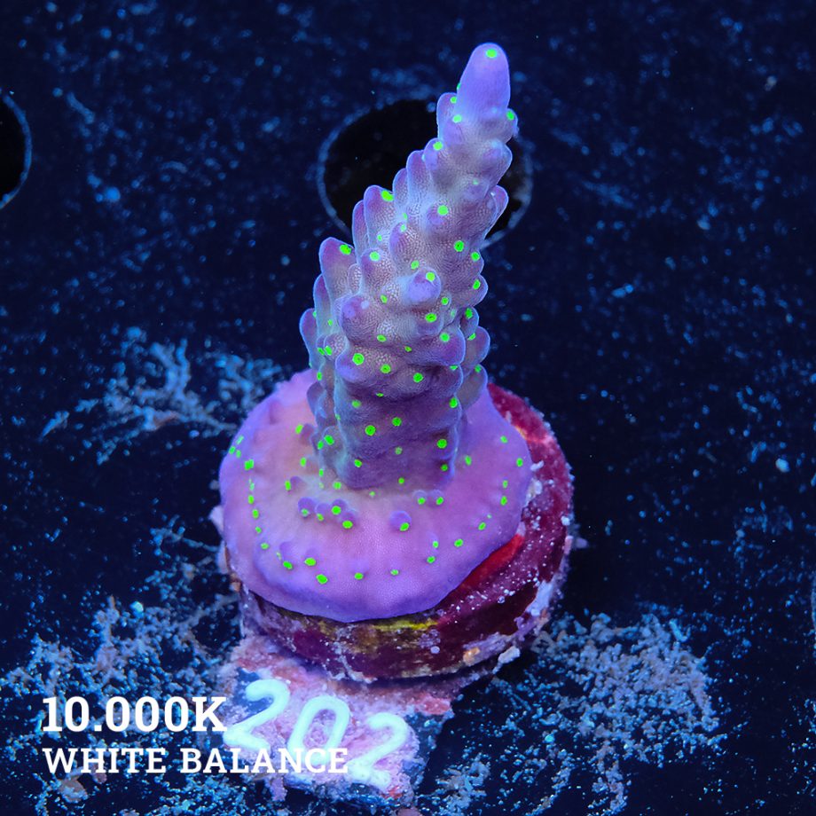 Acropora 'Tricoplor'