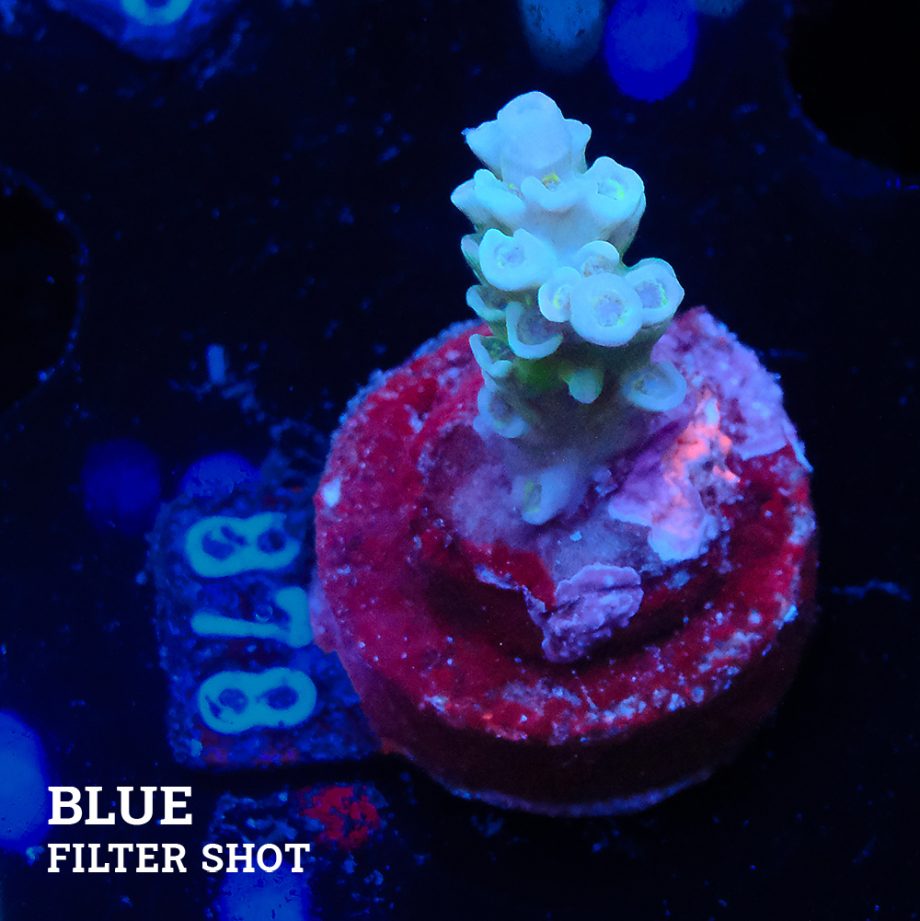 Acropora Tenuis