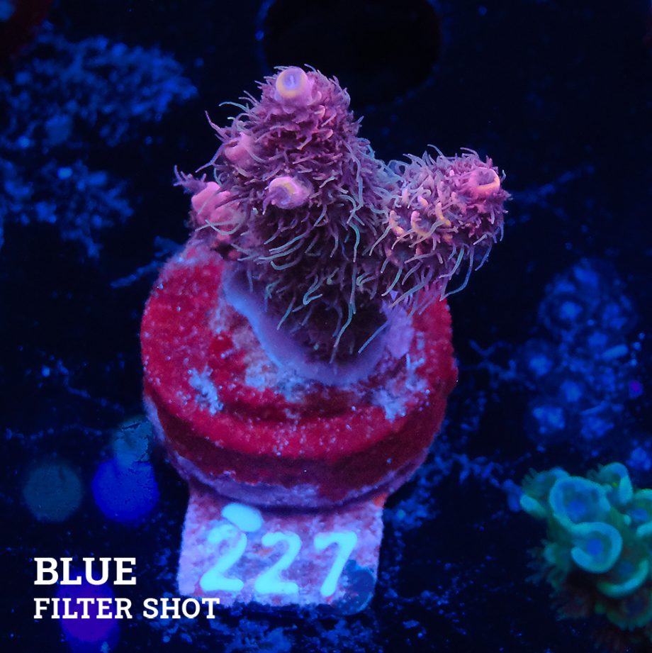 Acropora Millepora