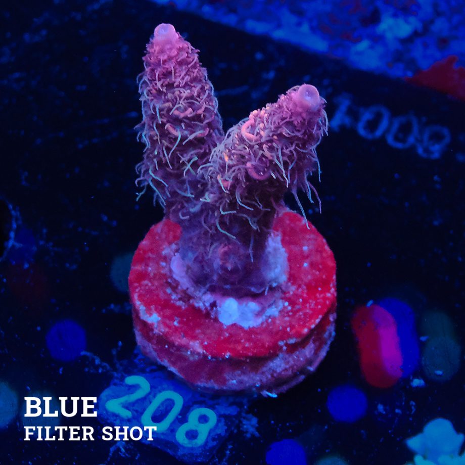 Acropora Millepora