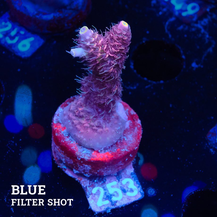 Acropora Millepora