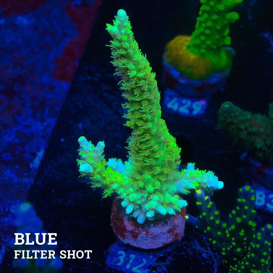 Acropora Chesterfieldensis