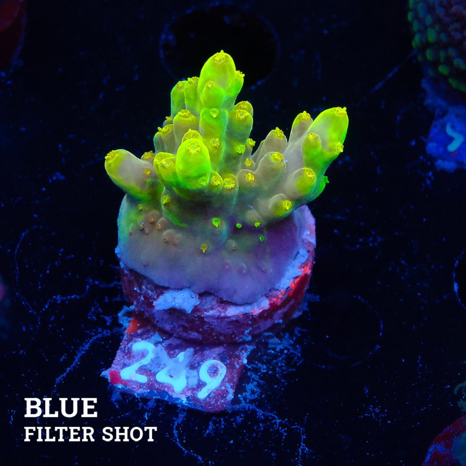 Acropora 'Green Jawdropper'