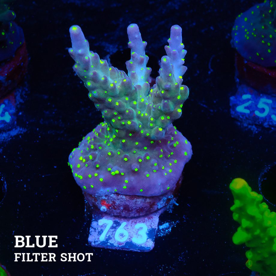 Acropora 'Tricoplor'