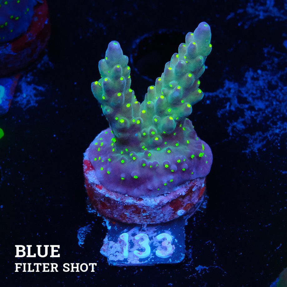 Acropora 'Tricoplor'