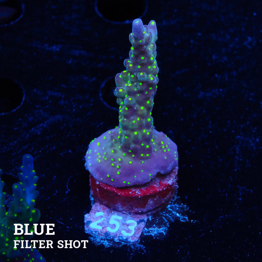 Acropora 'Tricoplor'