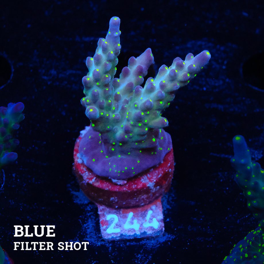 Acropora 'Tricoplor'