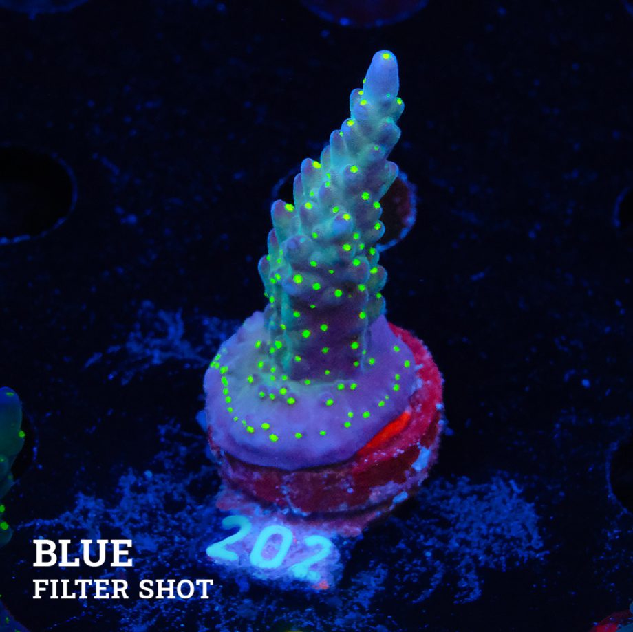 Acropora 'Tricoplor'