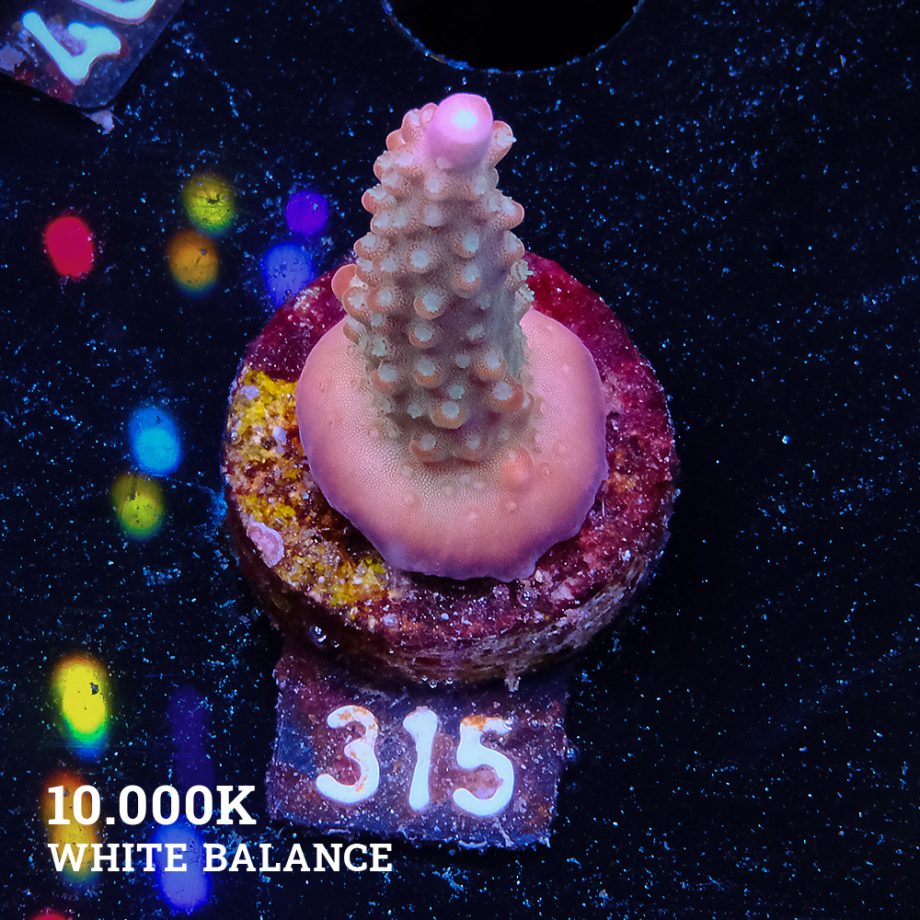 Acropora Divaricata