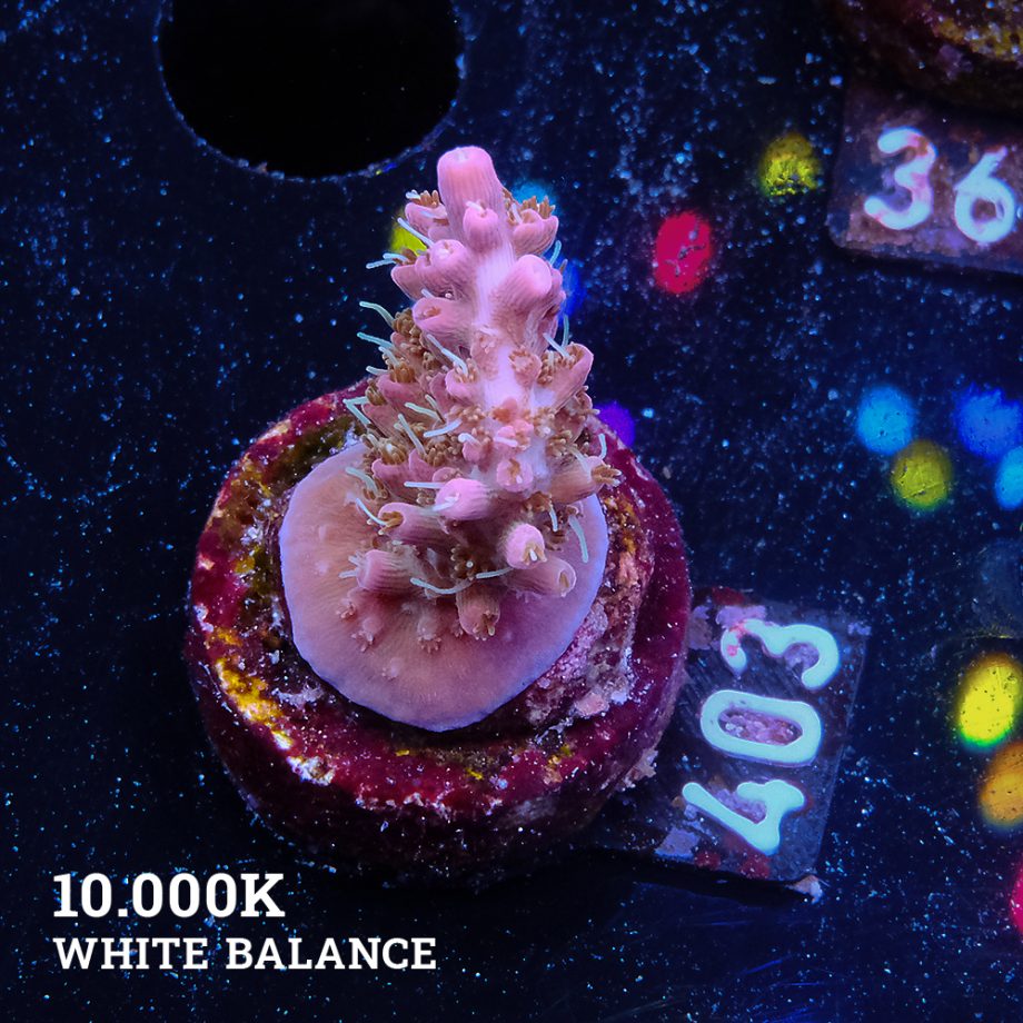 Acropora 'Confetti