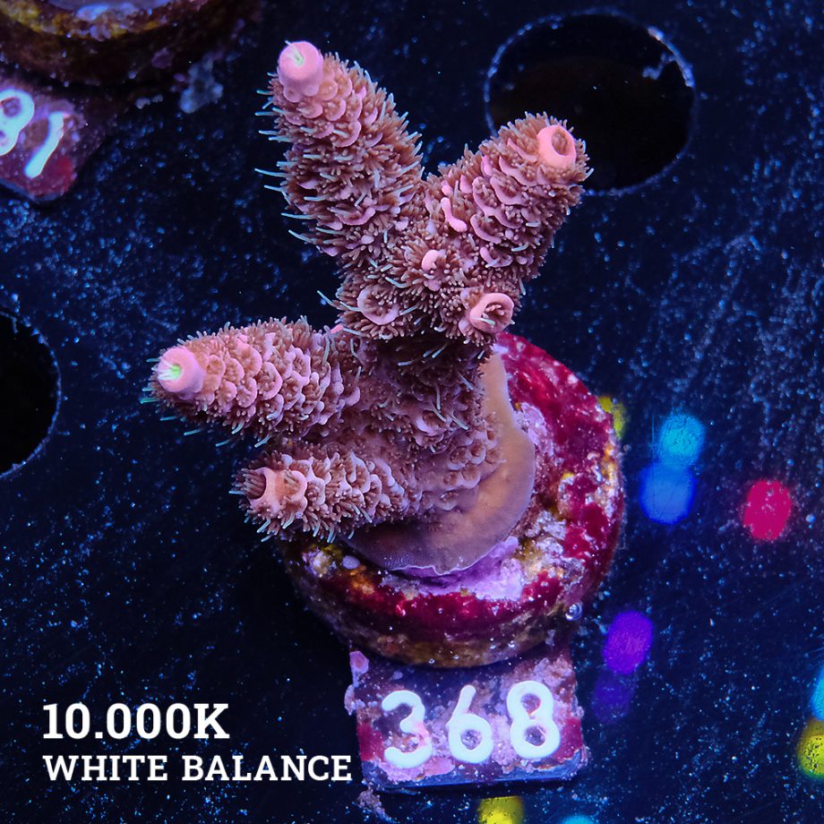 Acropora Millepora 'Arc-en-ciel