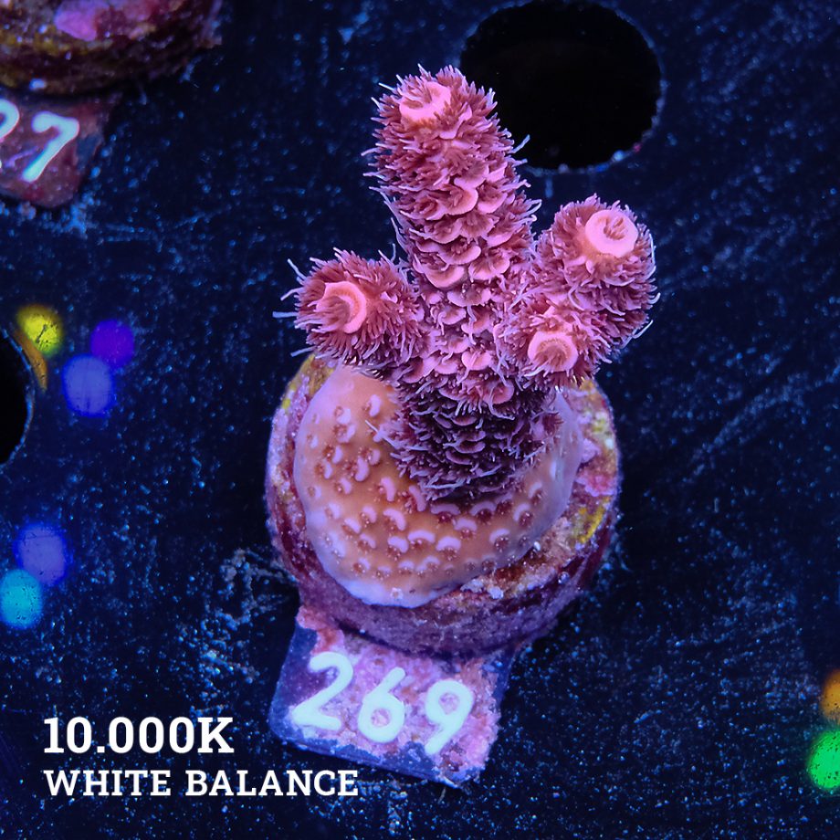 Acropora Millepora 'Pink'