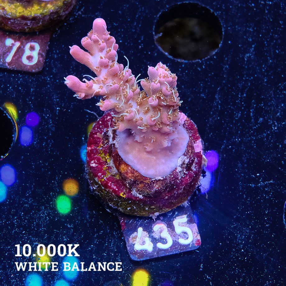 Acropora 'Confetti'