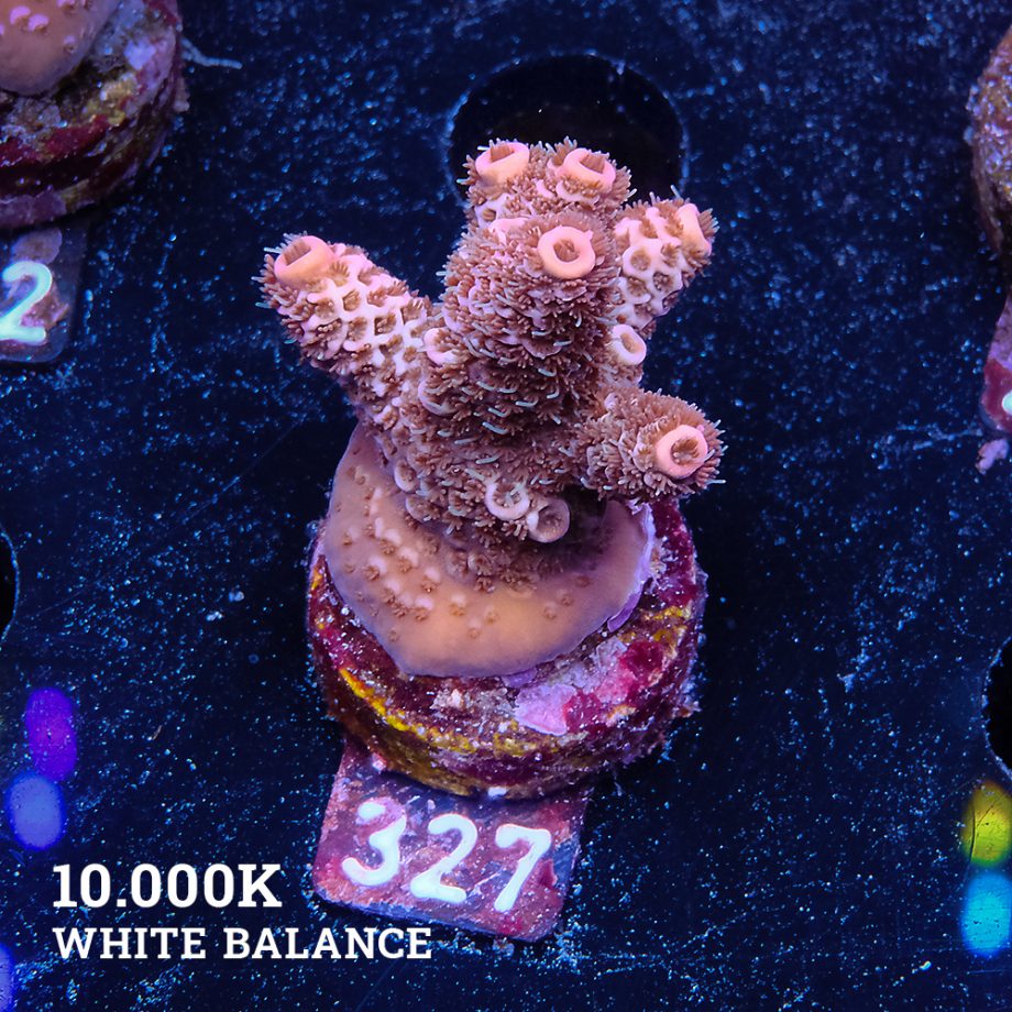 Acropora Millepora 'Arc-en-ciel