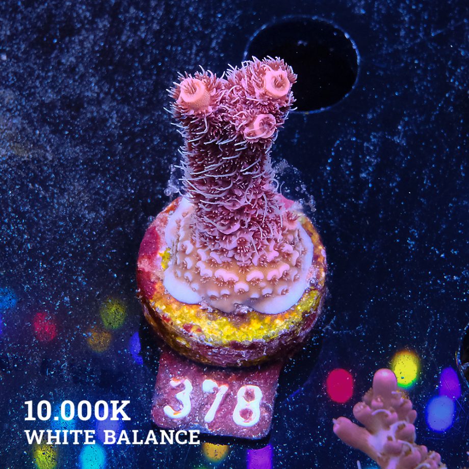 Acropora Millepora 'Pink