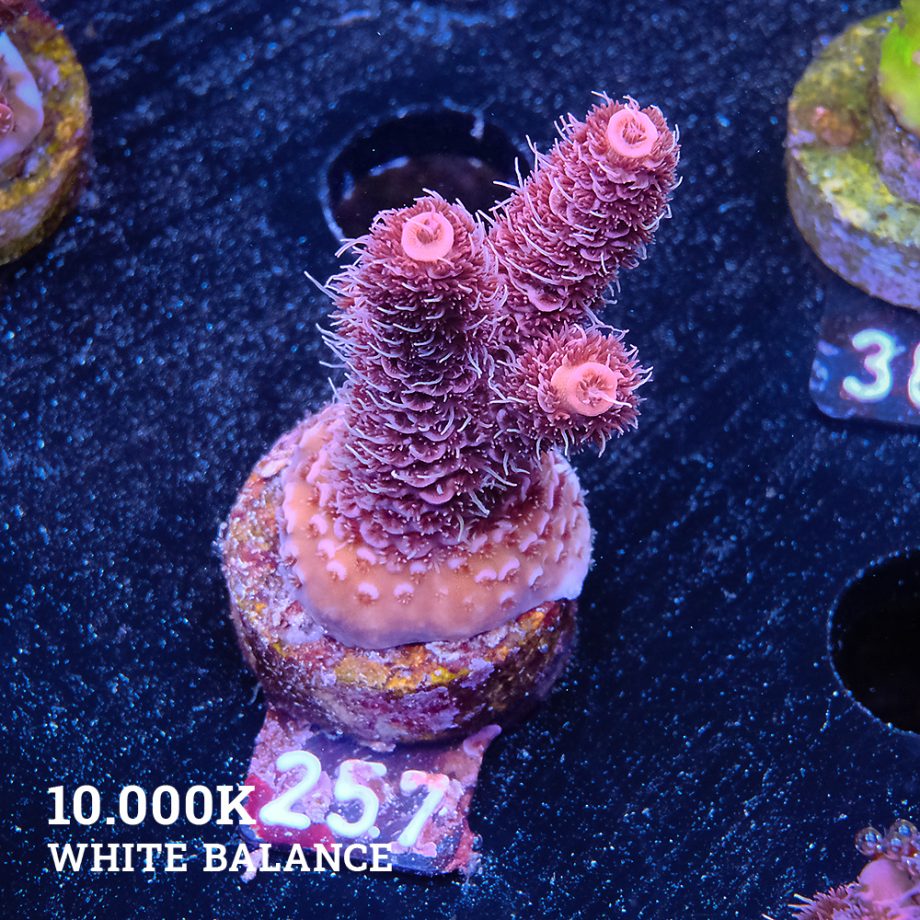 Acropora Millepora 'Pink'