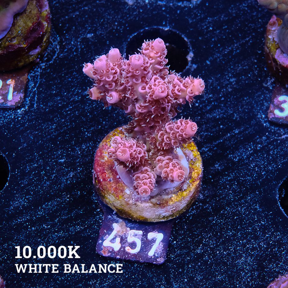 Acropora Hyacinthus