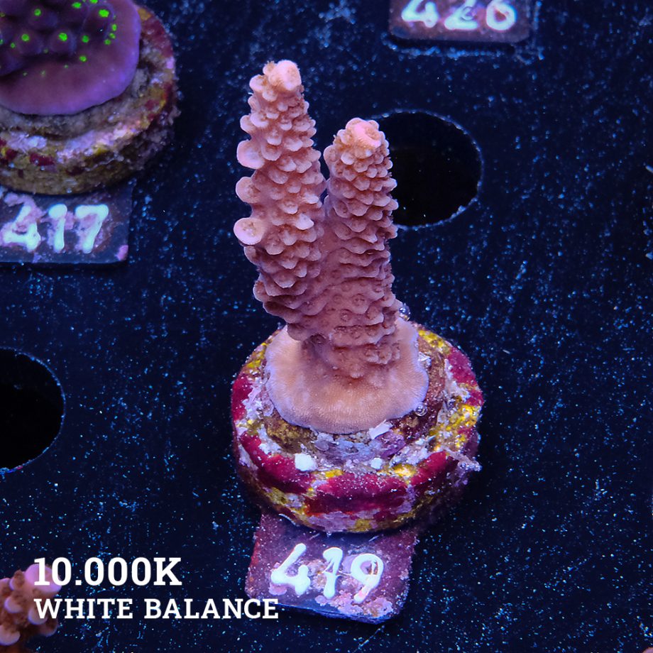Acropora Millepora