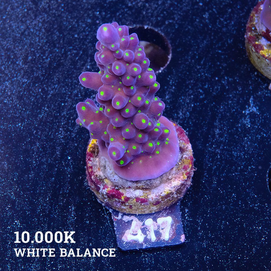 Acropora 'Tricolor