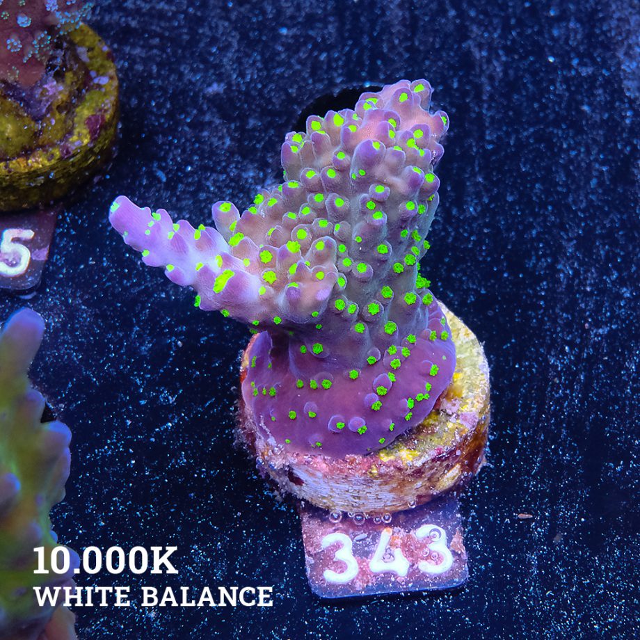 Acropora 'Tricolor'