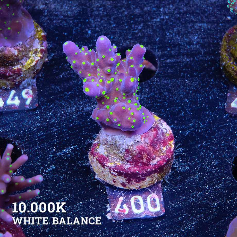 Acropora 'Tricolor'