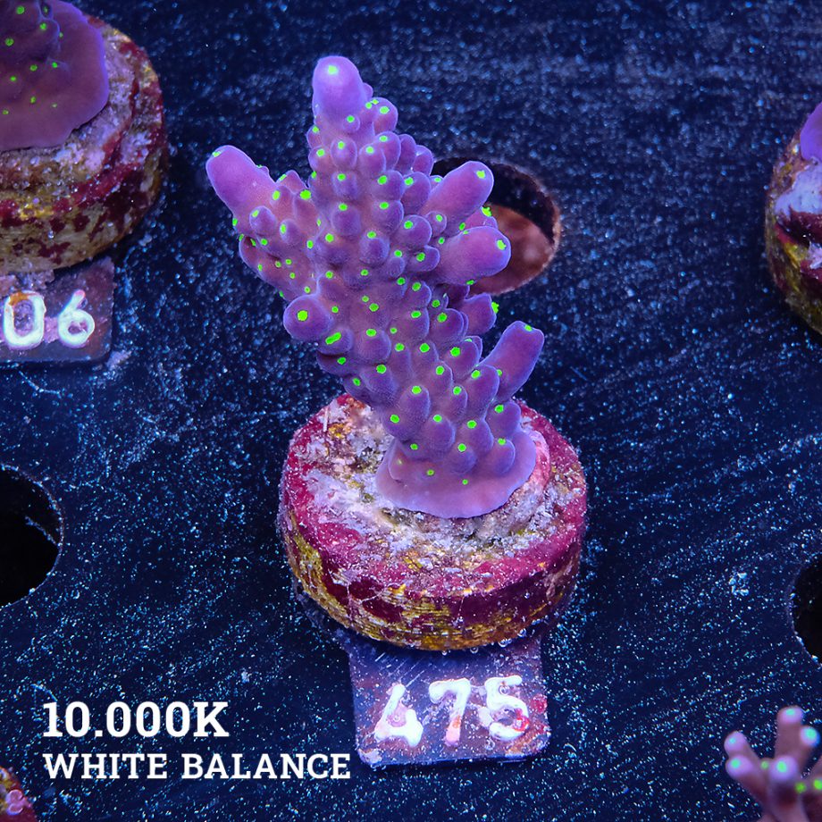 Acropora 'Tricolor'