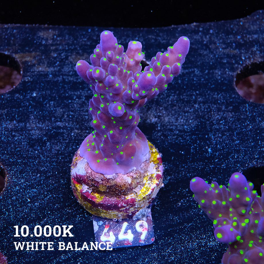 Acropora 'Tricolor'