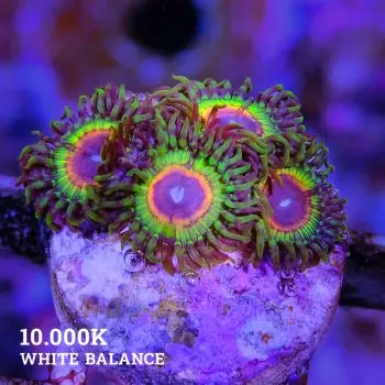 Little Shop of Horrors Zoas