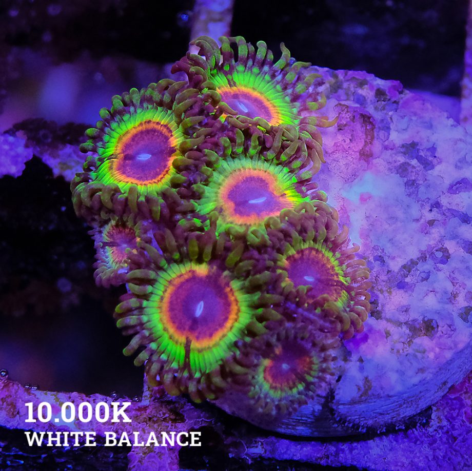 Little Shop of Horrors Zoas