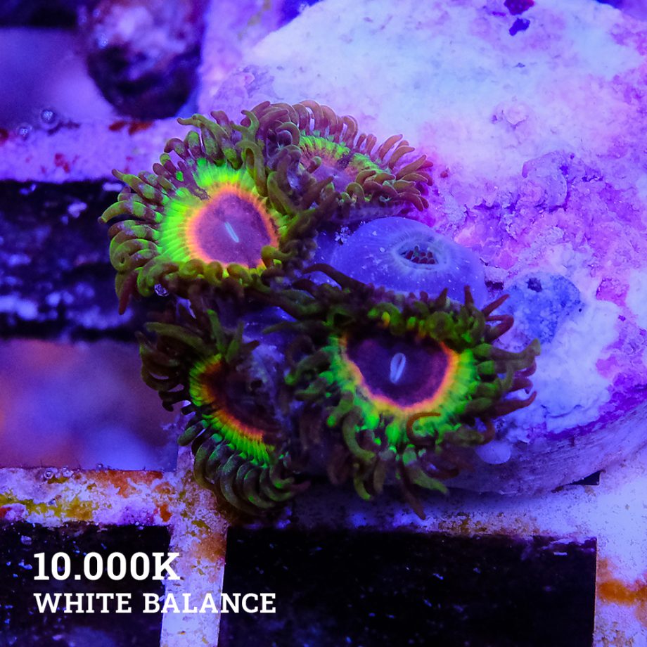 Little Shop of Horrors Zoas
