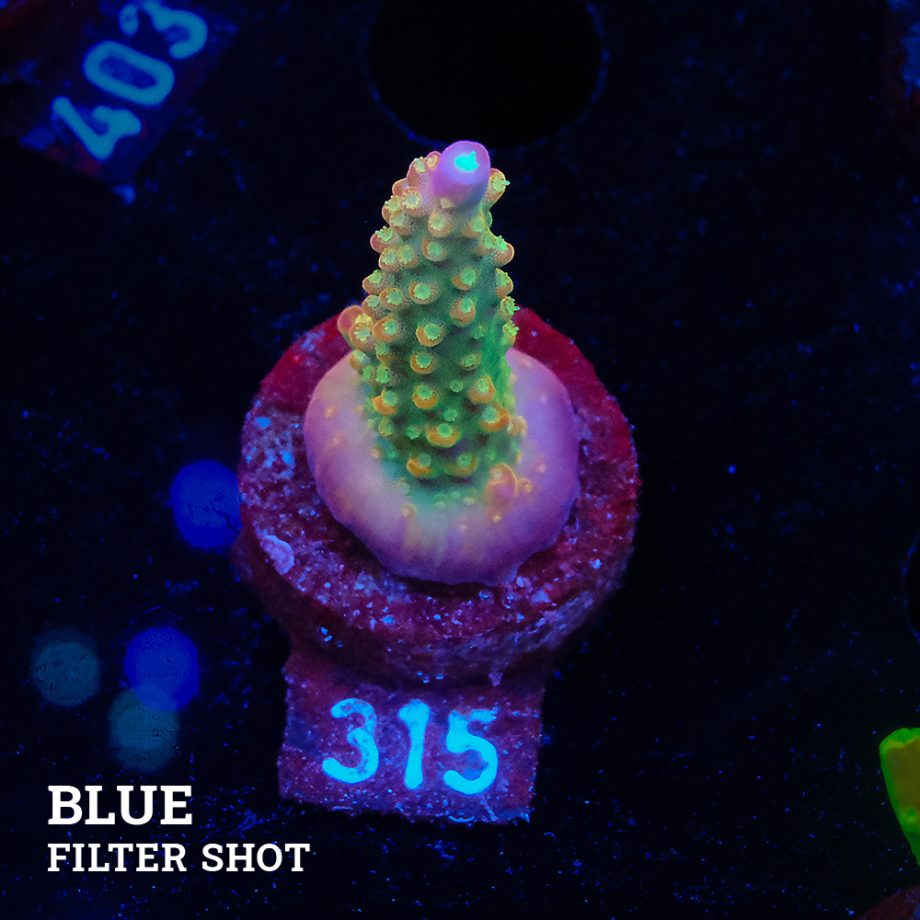 Acropora Divaricata