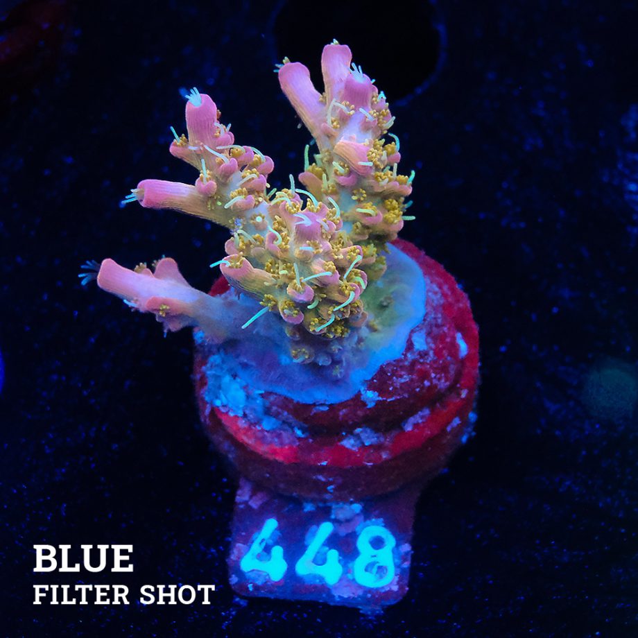 Acropora 'Confetti'