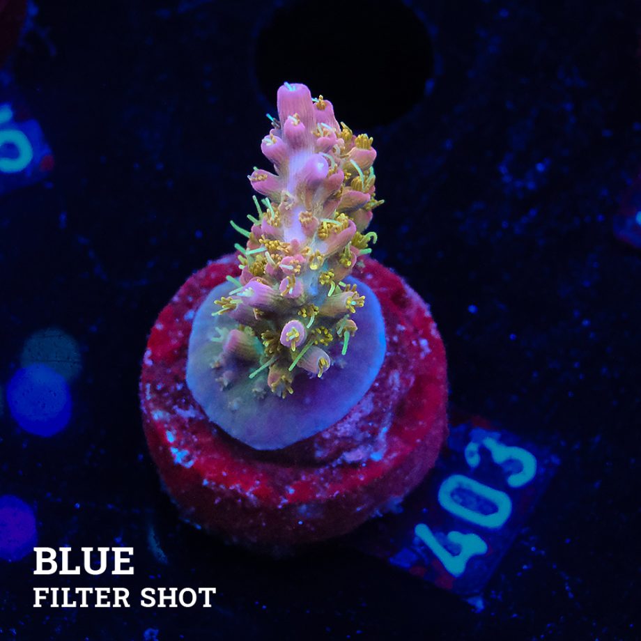 Acropora 'Confetti
