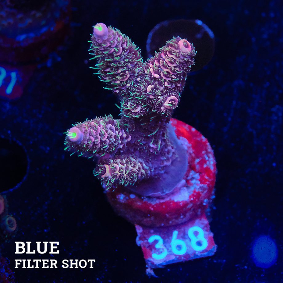 Acropora Millepora 'Arc-en-ciel