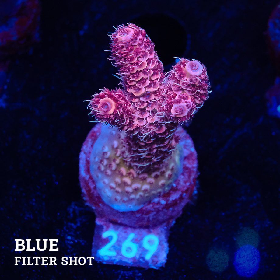 Acropora Millepora 'Pink'